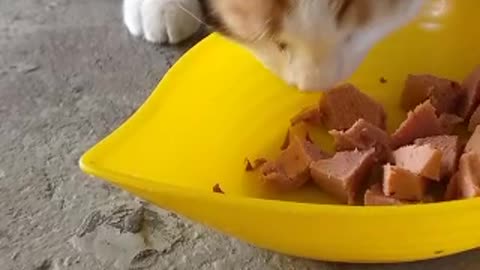 Very very hungry cat at my home
