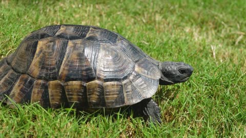 Tortoise crawls on green grass. Endangered pet in tropical climate. Environmental conservation