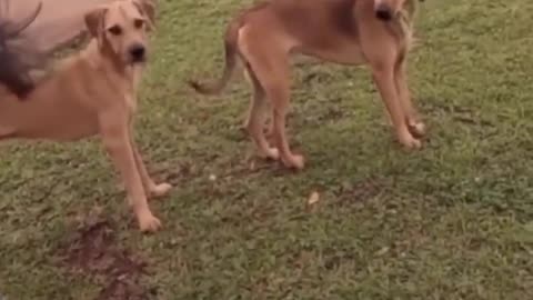 cat and dog funnyvideo