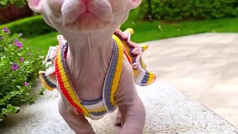 Cute Sphynx Cat 😺❤️