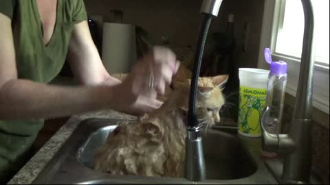 The secret of bathing your cats