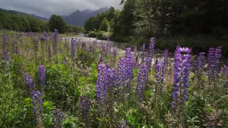 NEW ZEALAND WONDERS (No Music) 100% Pure Nature 4K UHD Ambient Documentary Film -1HR