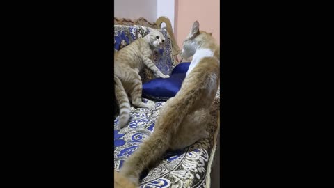 Cats Fighting with sound - Exclusive Video