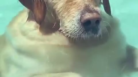 Relaxing Doggo Stands Like Human in Pool