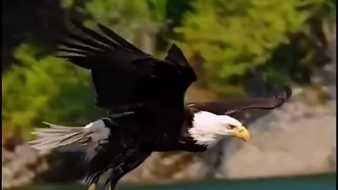 Eagle_attacks___Never_skip_wildlife #eagle