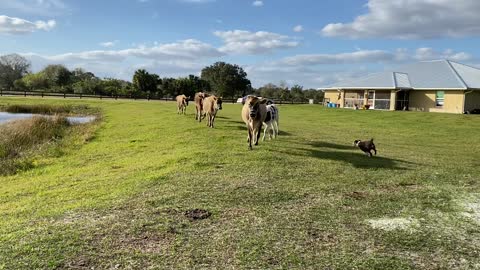 Calling the cows home