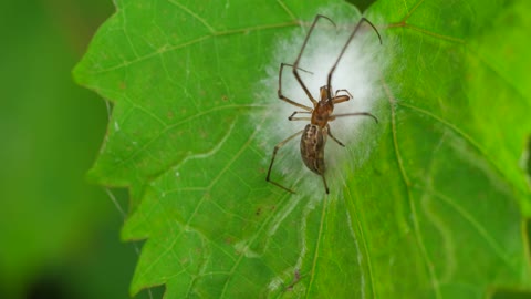 Web Weaving Spider Deposits its Eggs In Silk
