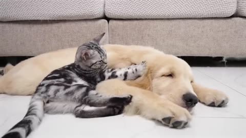 Kitten With Separation Anxiety Cannot Live Without Golden Retriever Every Day