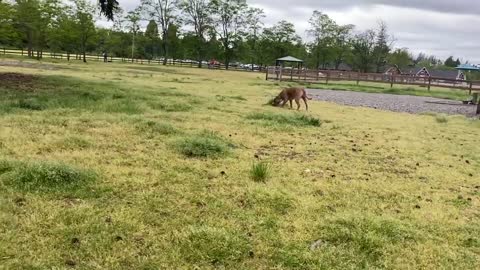 German Shepherd Attacks Pitbull [OFF LEASH DOG PARK] P1