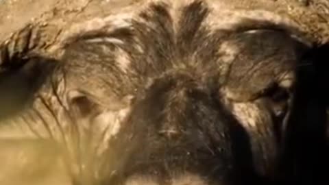 Warriors of Nature: Yaks