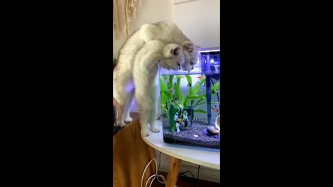 We are just watching them 🐠🐱 funny cat video