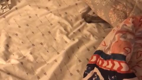 Puppy hides from owner under blanket