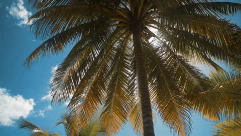 Palm tree on a sunny day