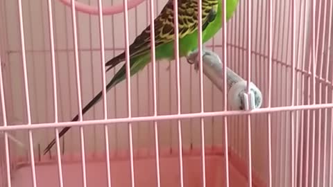 wavy parrot in a cage