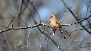 Female Cardinal