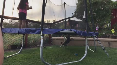 Pup tries to play catch from underneath trampoline
