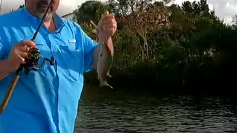 Fishing for Mangrove snapper inshore