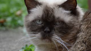 Home Cat Eye Follows Owner Voice When Called