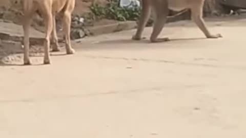 Watch this monkey saving his but from the dog creating a sarcastic funny moment here