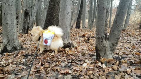 Pomeranian puppy dressed up as takeout, delivers cuteness to the forest