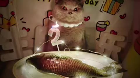 kitten's birthday