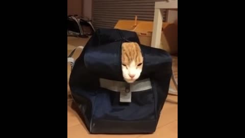 cute cat hiding in a bag