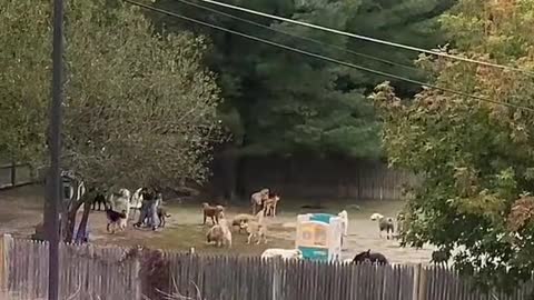 Pov: there's a doggie daycare next to your corporate america job