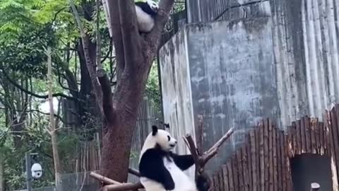 kungfu Panda