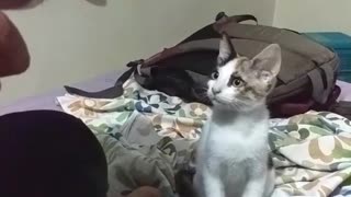 Kitten stares at food