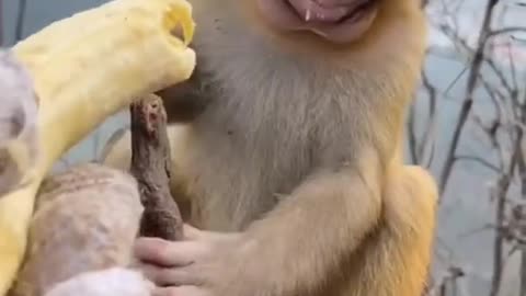 CUTE little BABY MONKEY EATING BANANA <3