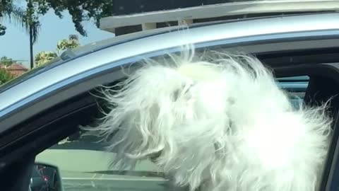 Baby laughs at white dog with sunglasses in silver car