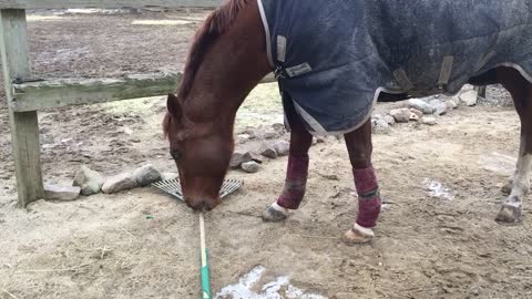 Horse Likes To Help With Chores