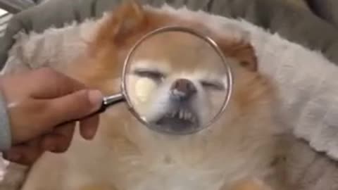 Cream dog with magnifier on face