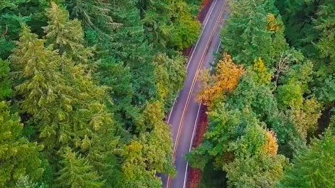 8K AERIAL Forest Nature Video