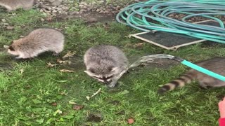 Rescued Raccoon Pups Learn to Wash Up