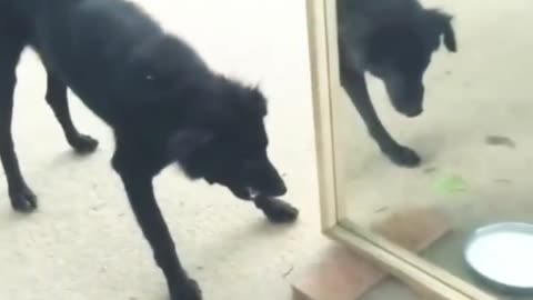 Funny mirror prank with dog 🐶