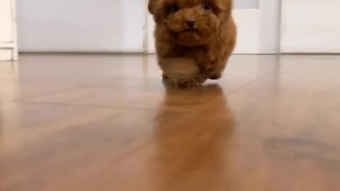 Cute puppy | heart melting cute little puppy