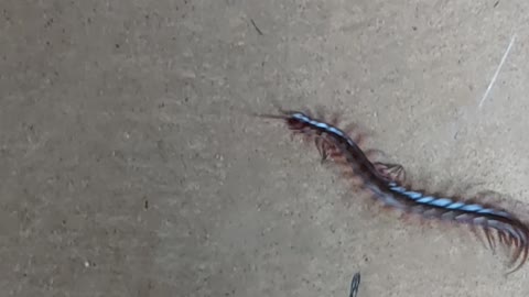 Hawaiian Centipede