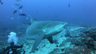 Divers Feed Sharks Without a Cage
