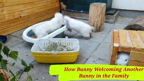 Bunny fight who the Boss is ● Bunny Bonding ● Rabbit fight for the Throne