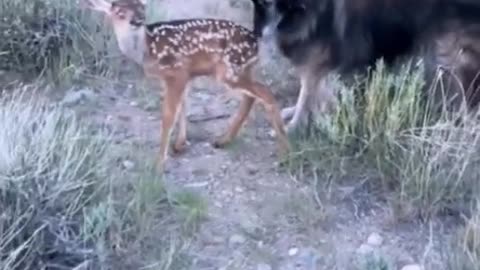 dog scared of wild deer