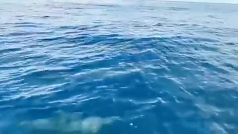 watch dolphins