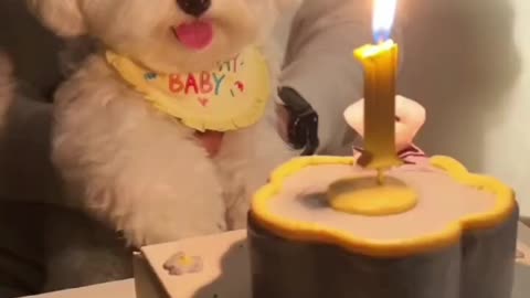 birthday for my dog