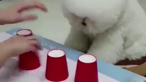 Play guessing with the puppy