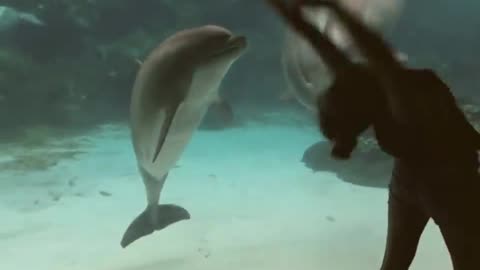 Girl Makes Dolphin Laugh