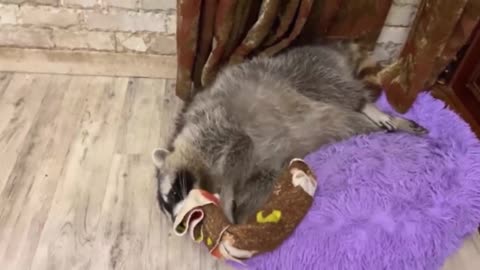 Raccoon loves his favorite bedspread like crazy 4