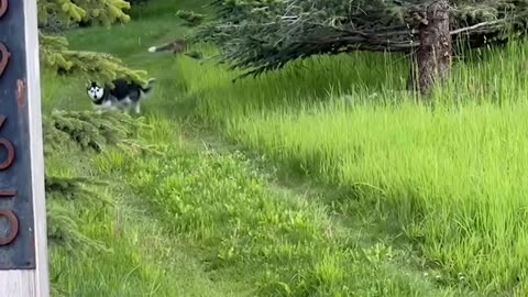 Friendship Between Urban Dog And Wild Fox #shorts #shortvideo #video #virals #videoviral