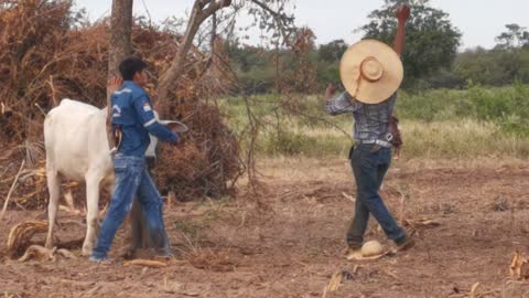 Freed Bull Rewards Rescuers with a Headbutt