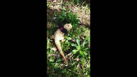 Bearded Dragon eating grass