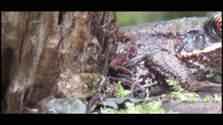 Frog on a Log